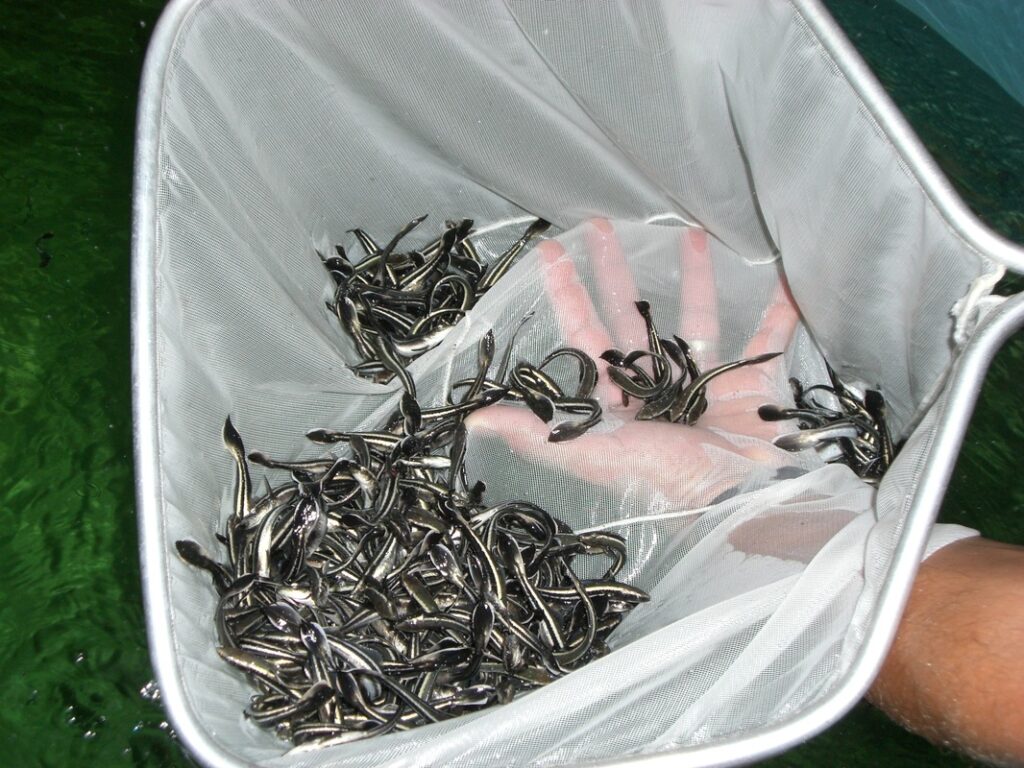 Посадочный материал для УЗВ