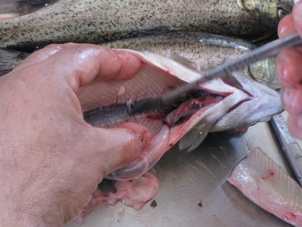 Autopsy of a dead fish