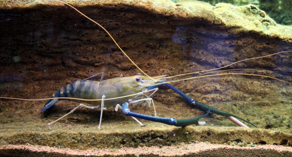 Freshwater shrimp Macrobrachium rosenbergii