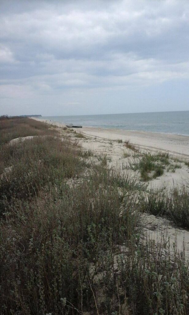Oyster Coast of the Black Sea