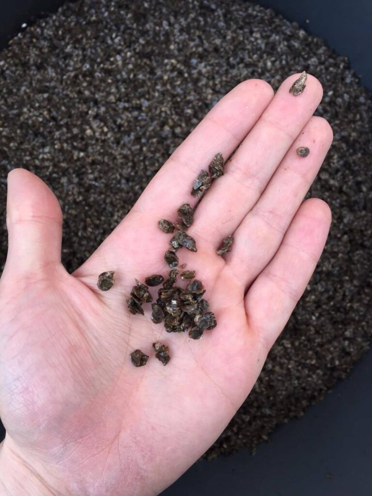 Spat - oyster planting material