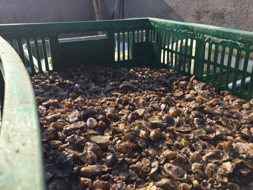 Grown oysters