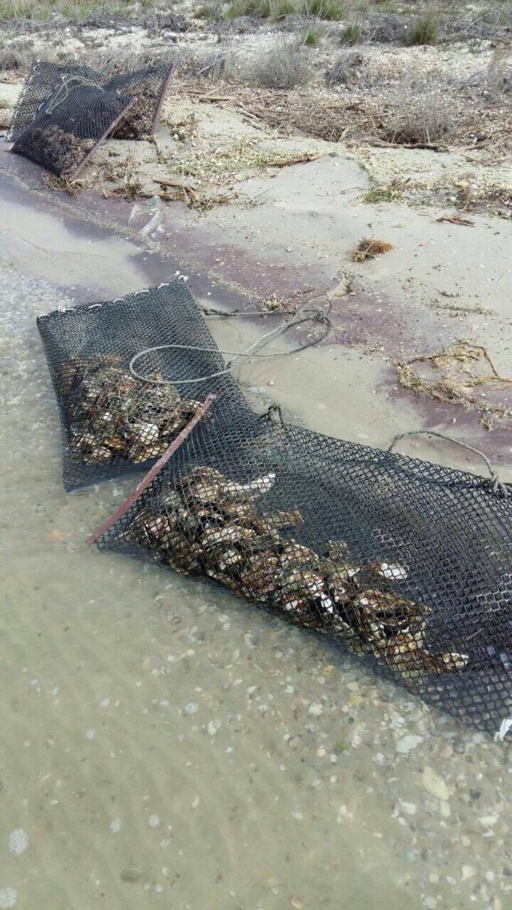 Oyster growing bags