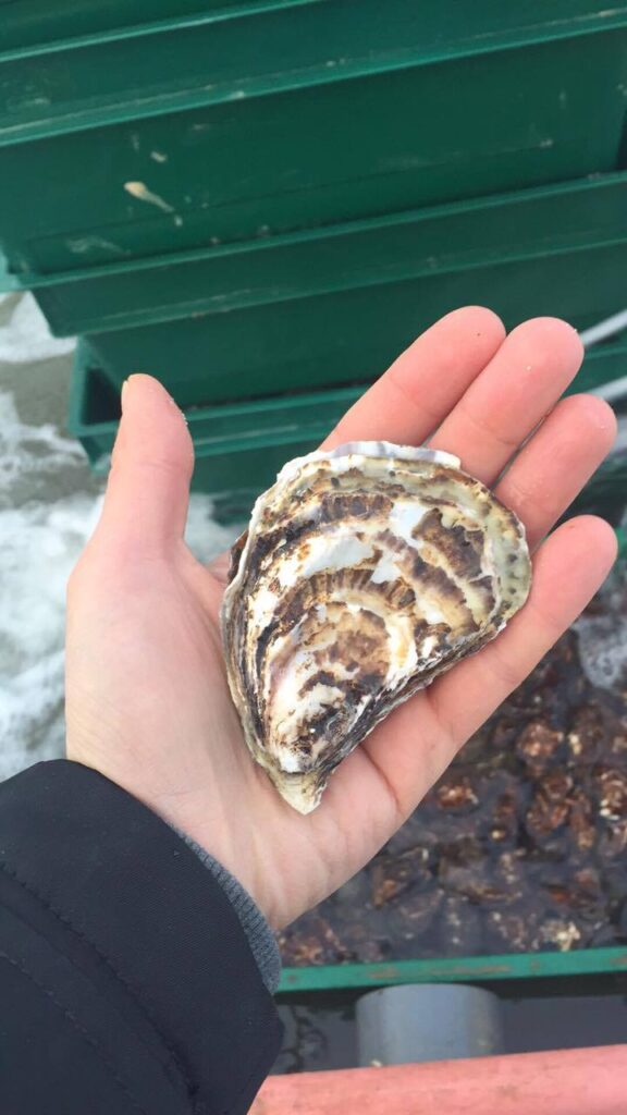 Oyster grown in Ukraine