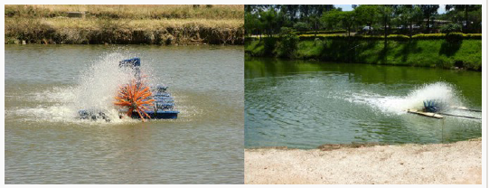 Увімкнення крильчастого аератора протягом годин максимального фотосинтезу призводить до зменшення рівня кисню у приповерхневих водах, що перенасичені розчиненим киснем. Однак крильчатка є ефективною для перемішування води у ставку та сприяє зростанню кисню у придонних шарах води. Фото: Fernando Kubitza