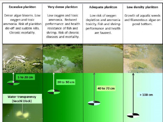 Fig. 2: Water transparency measured with a Secchi disk. Low water transparency (corresponding to more abundant phytoplankton) is more threatening and increases the likelihood of water stratification and risks of oxygen depletion and fish kills in the pond.