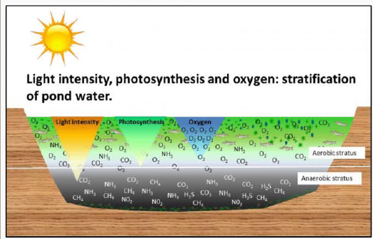 Рис. 1: Фізична та хімічна стратифікація води у ставку. У напрямі від поверхні до дна йде зменшення інтенсивності освітлення, активності фотосинтезу, рівня кисню та температури води. За відсутності (браку) кисню, придонні шари води та ґрунт ставків стають анаеробними та накопичують токсичні субстанції (речовини). Риби та креветки намагаються уникати анаеробних ділянок у ставках. (напис великими літерами: інтенсивність освітлення, фотосинтез та кисень: стратифікація води у ставках. Помаранчевий трикутник: інтенсивність освітлення; зелений трикутник: фотосинтез; блакитний трикутник: кисень) (напис у першому прямокутнику: аеробний шар води, тобто насичений киснем; напис у другому прямокутнику: анаеробний шар води, тобто із дефіцитом кисню)
