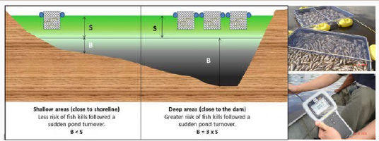 Рис. 3: Ілюстрація ставка з крутими схилами, у якому розміщено сажалки. Раптове повне перемішування глибинних та поверхневих вод («перекидання» ставка) робить підвищеною ймовірність серйозного ризику зростання смертності риб у сажалках, розташованих над глибоководною частиною поблизу від греблі, оскільки обсяги бідних на кисень та фактично анаеробних глибинних вод у такому ставку значно перевищує рівень багатих на кисень поверхневих вод. Ризик загибелі риб, розміщених у сажалках, що розташовуються над мілководною частиною, у випадку «перекидання» ставка зменшується.  Як приклад варто згадати масову загибель тиляпії у 4-гектарному садку внаслідок раптового «перекидання» ставка під час грози з опадами. Під час надзвичайної події (масова загибель риб) за даними аналізів рівень розчиненого у воді кисню на поверхні води біля дамби внаслідок «перекидання» ставка був близький до нуля.