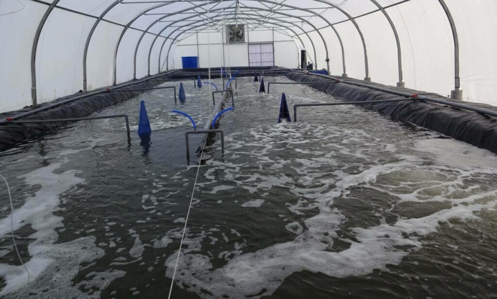 Pots for growing shrimp using BT technology