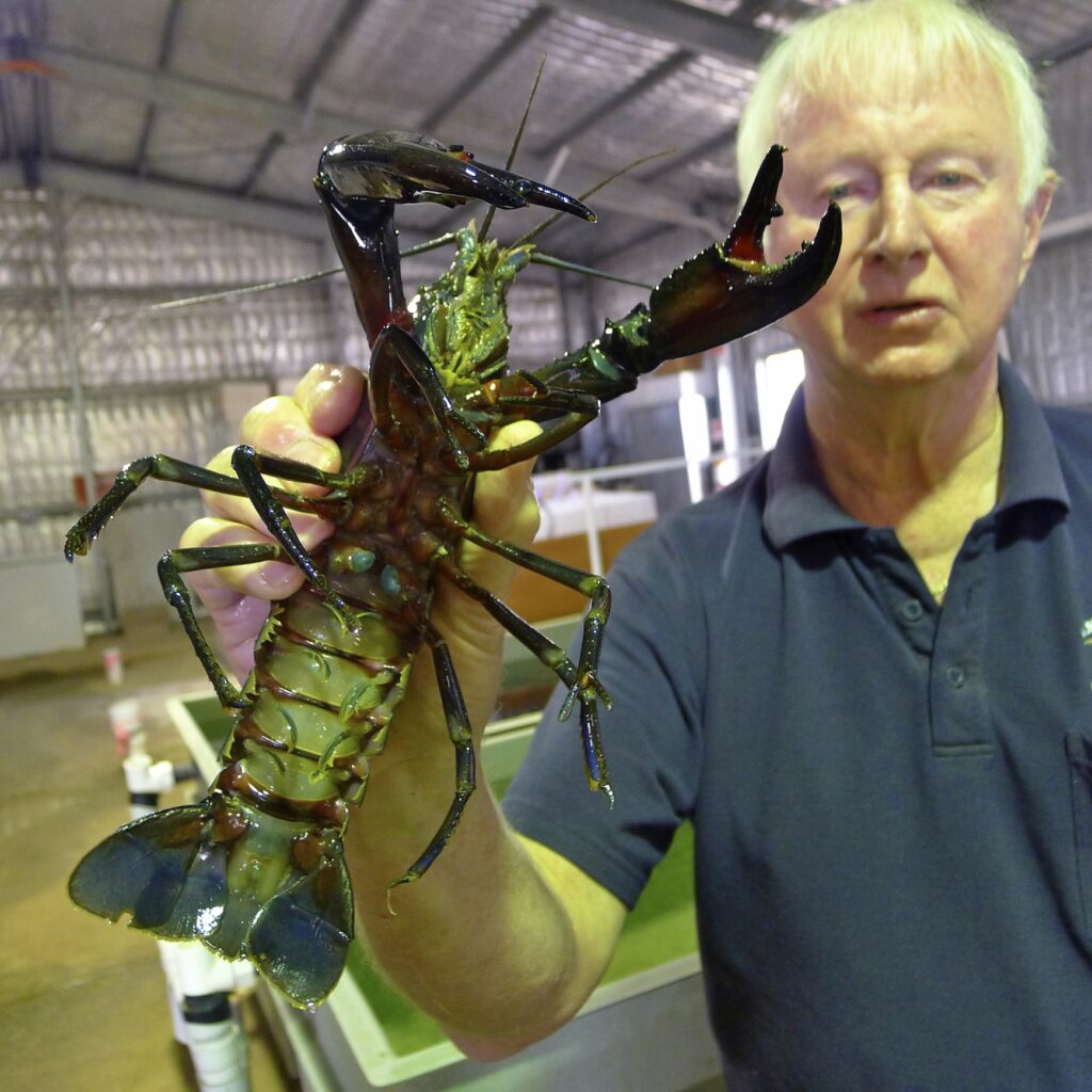 І такими можуть бути маррони