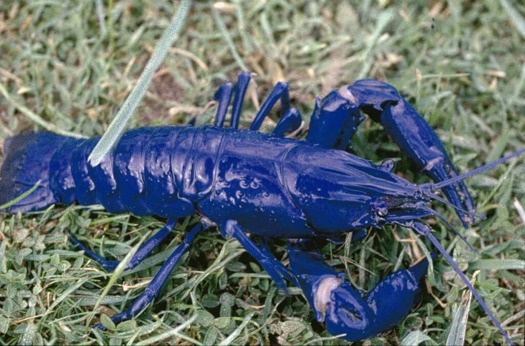 Блакитний маррон