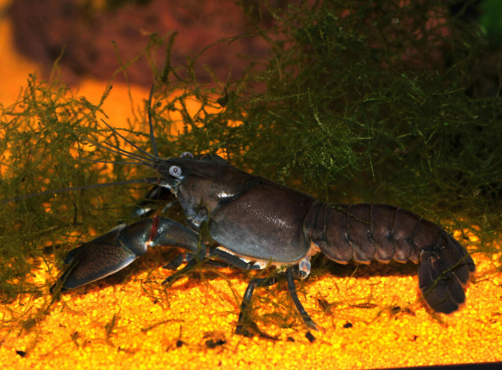 Потужні клешні деструктора