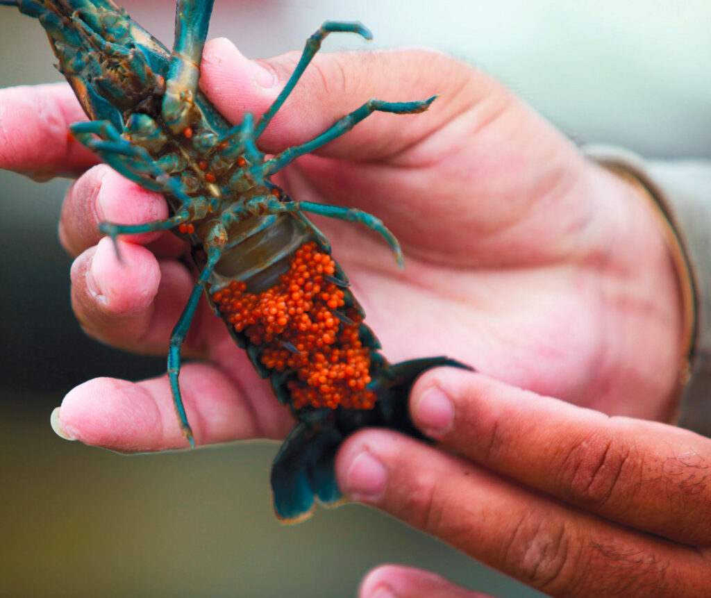 Самка АЧКР із ікрою