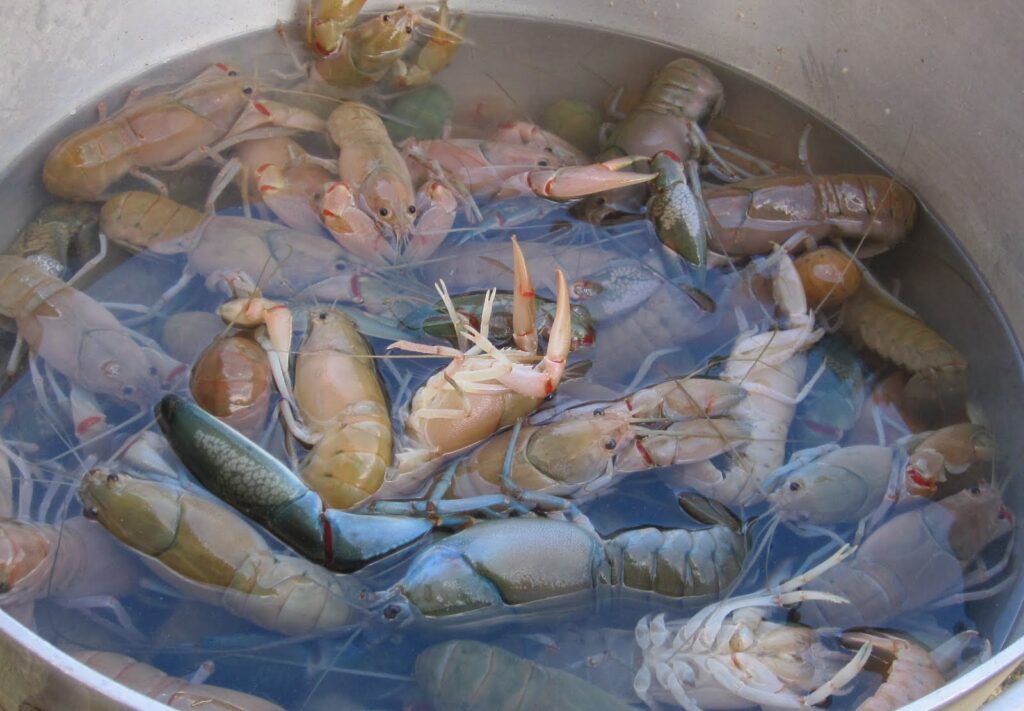 Щойно виловлені яббі