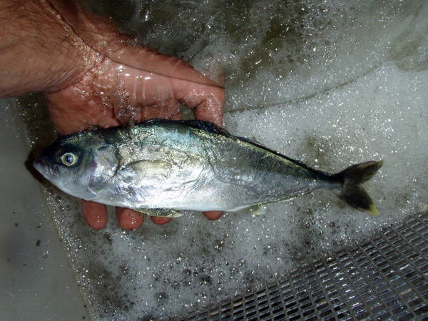 Young amberjack weighing 0.5 kg