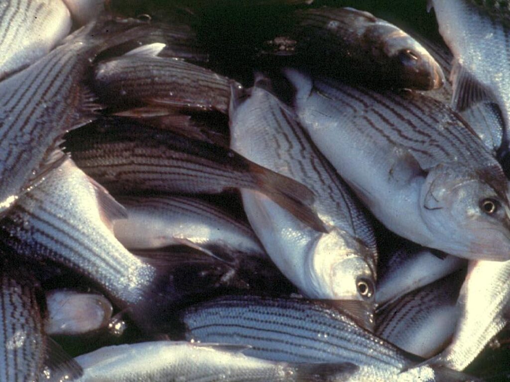 Гібриди смугастого басу товарний вид