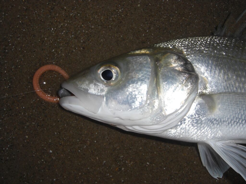 Улов на нереїс