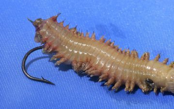 Поліхети в якості наживки