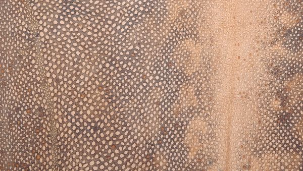 Вичинена шкіра миня