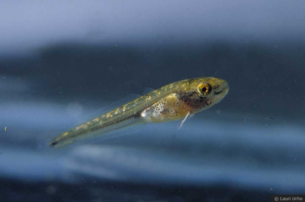 Личинка миня