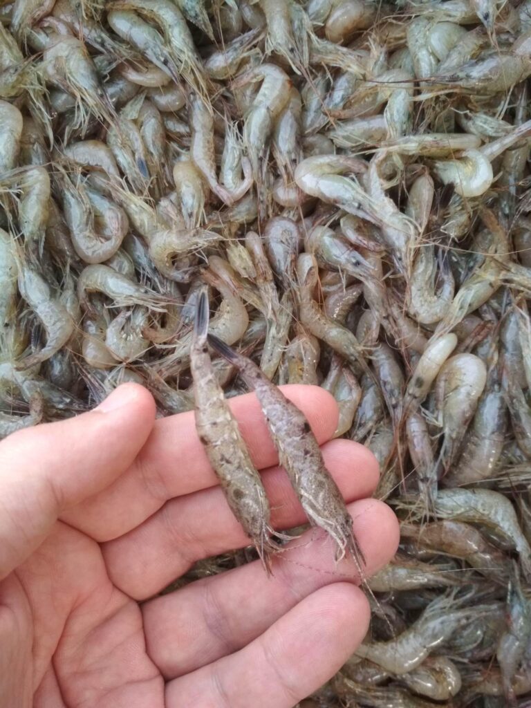 Піщана креветка або шримс звичайний