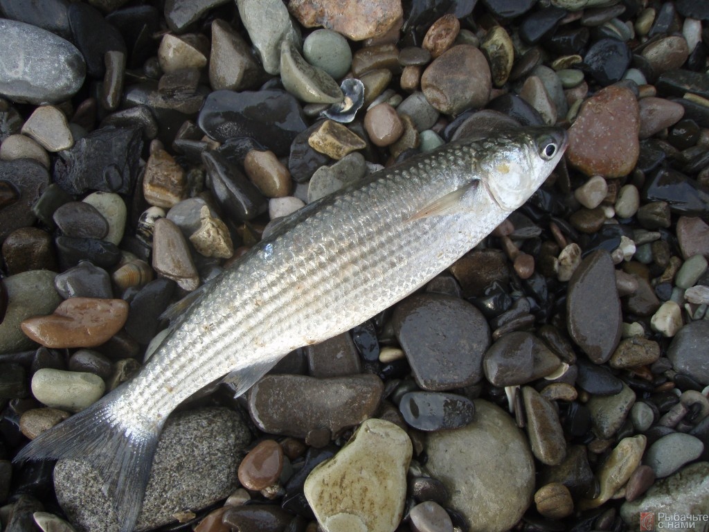 Кефаль гостроніс