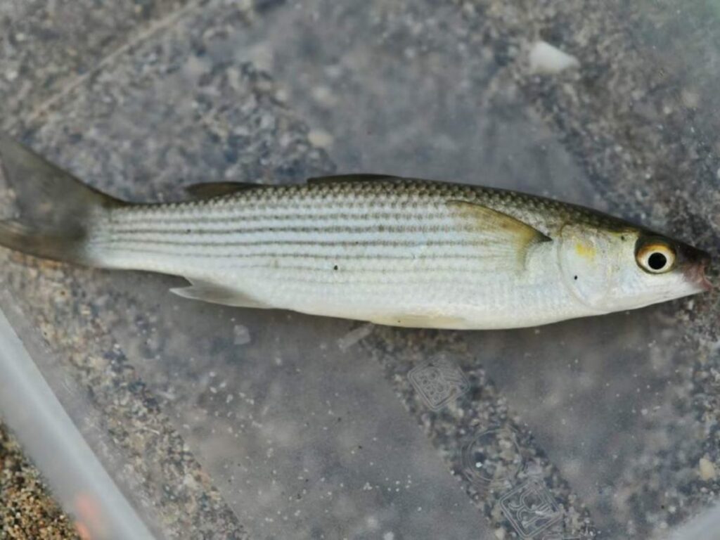 Кефаль сингіль