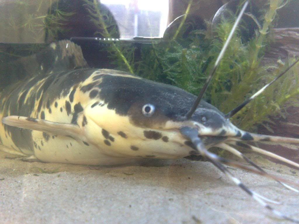 Catfish Farm in Cherkasy Region